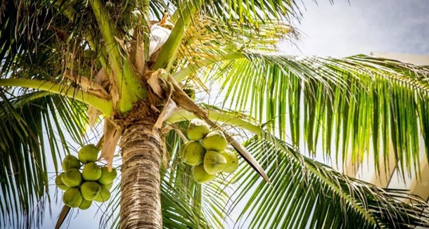 椰子水营养价值及功效