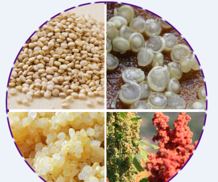 藜麦的营养价值和功效.png