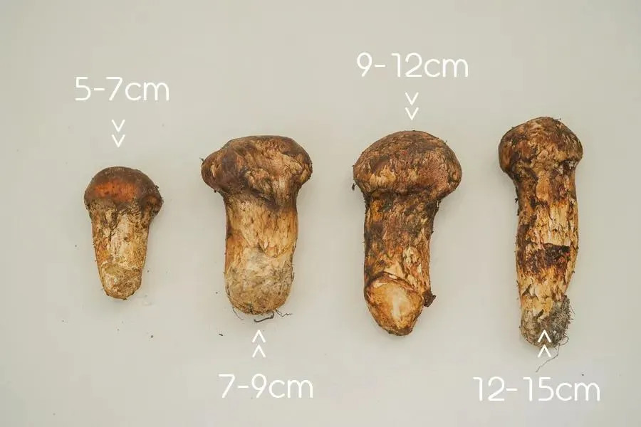 松露和松茸的区别.jpg